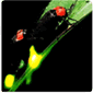 Fireflies