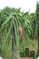 Overland Fruit Farm tours to Eastern Johor